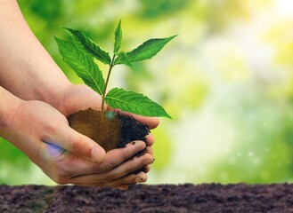 Green fresh plant in human hands. Eco concept