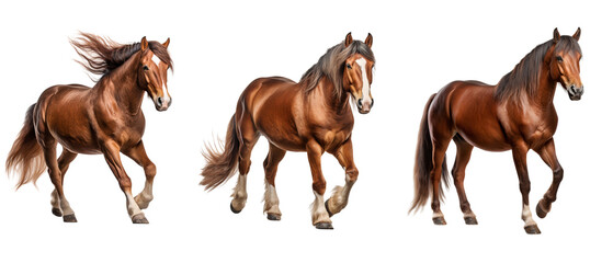 Portrait of three horses standing and galloping, isolated on transparent background