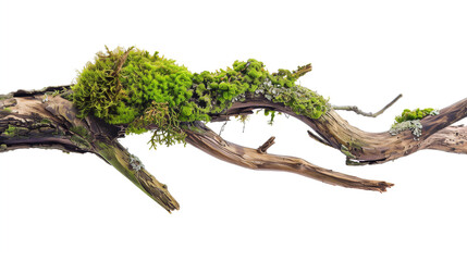 tree isolated on white background