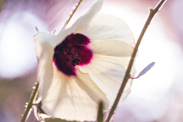 magnolia flower in bloom