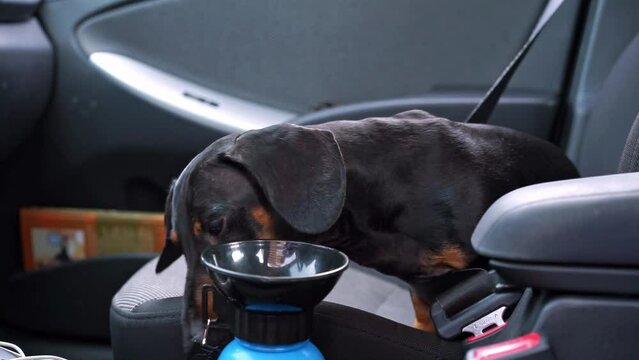 Dachshund gives signal to owner about thirsting in car during travelling. Clever dog see empty drinker and starts barking on owner