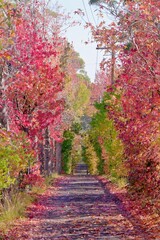 Autumn in Dural