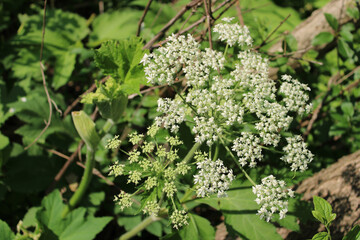 Cow parsnip at Wayside Woods in Morton Grove, Illinois with others about to bloom