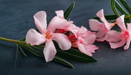 Nerium oleander, Pink oleander flowers isolated on white background with clipping path