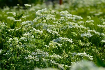 オルラヤ・グランディフローラ