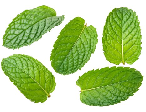 Mint Leaves Cutout Transparent PNG