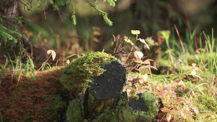 Moss-covered decaying tree trunk on the or. Close-up parallax shot.