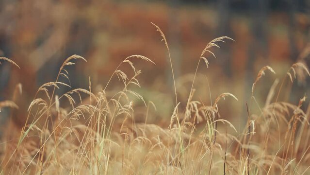 WIspy ears of dry grass on the autumn meadow. Parallax video, bokeh background.