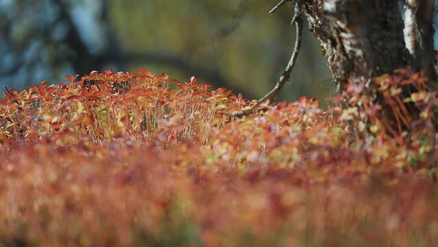 Brightly colored vegetation covers the ground in the autumn forest. Parallax video.