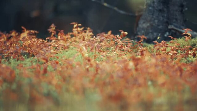 The colorful undergrowth on the ground in the autumn forest. Parallax video.