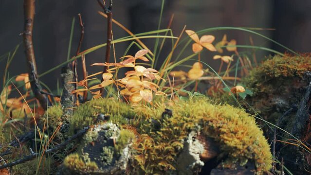 An old decaying tree trunk on the forest floor covered with moss, grass, and tiny plants. A close-up parallax shot.