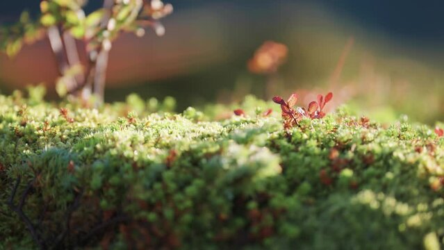 Soft forest undergrowth lit by the warm morning sun. Parallax shot, bokeh background.