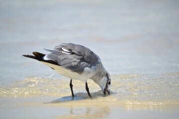 A laughing gull, with its mouth open and beak submerged, takes a drink at the ocean's edge after feasting on a Giant Water Bug.