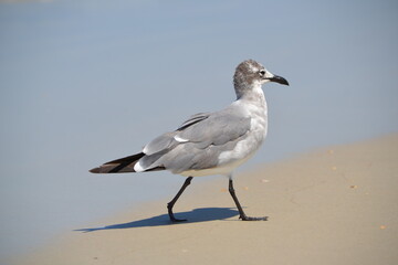 A laughing gull parades along the sandy shore near the water's edge at Ponce Inlet Beach, Florida.