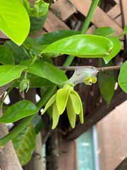 Ylang Ylang flowers blooms on early in the sunshine morning. Toned with color filter and soft noise to get old camera effect. Soft focus and blurred.
