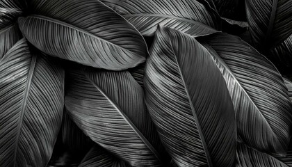 Fototapeta premium Textures of abstract black leaves for tropical leaf background. Flat lay, dark nature concept, tropical leaf