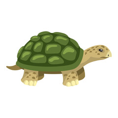 green tortoise animal