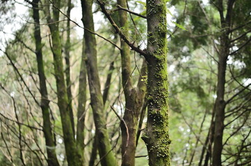Amidst a rich natural landscape, sunlight filters through the canopy, illuminating a mossy tree trunk adorned with verdant climbers.