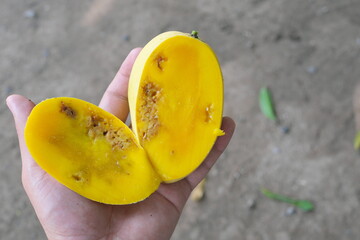 Closeup of sliced ripe Philippine mango with damaged yellow flesh by fruit fly.