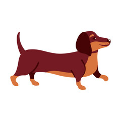 dachshund dog animal