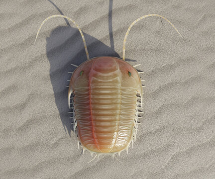 Illustration of Trilobite Paradoxides