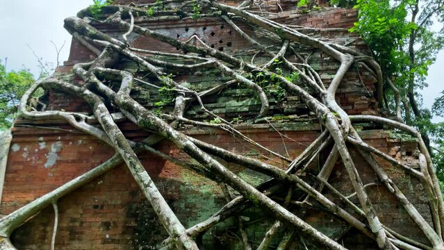 Tilt up of a Prasat Pram tower at Koh Ker temple, UNESCO heritage site, roots enveloping architecture, Cambodia
