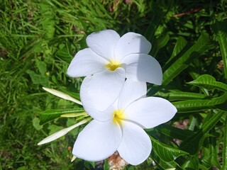 white frangipani flower © Juan_Esteban_SR