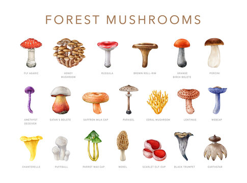 Forest mushroom painted collection. Watercolor illustration. Hand drawn different forest mushroom set. Bright various fungi with names element. White background
