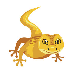 yellow lizard animal