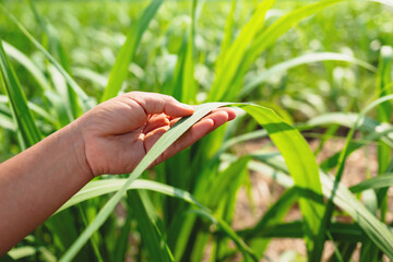 hand is reaching into a field of sugarcane