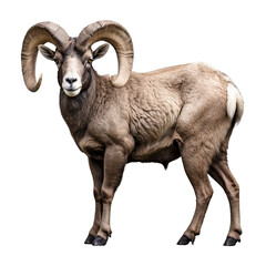 Obraz premium Bighorn sheep Isolated on transparent background PNG Generative AI
