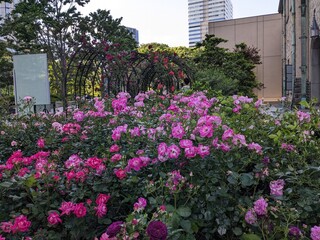the beautiful rose garden and Western-style building in Tokyo, Japan