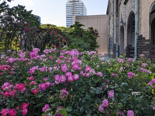 the beautiful rose garden and Western-style building in Tokyo, Japan