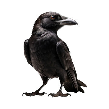 recommend clip art: A black crow or raven Isolated on transparent background PNG Generative AI