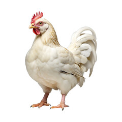 Fototapeta premium white chicken Isolated on transparent background PNG Generative AI