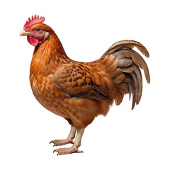Fototapeta premium brown chicken Isolated on transparent background PNG Generative AI