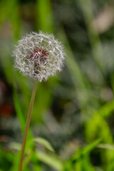 タンポポの美しい綿毛