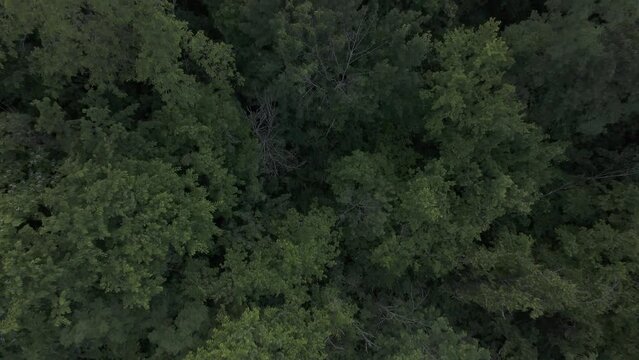 Outdoor arial view of trees in the forest