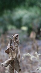 close up of a deer in the forest