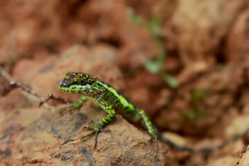 Detailed macro photo of Japanura swinhonis, showing its vibrant green color and intricate body pattern. Captured in its natural environment. Wulai, Taiwan.