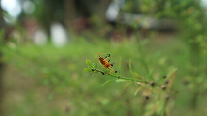 spider on a leaf