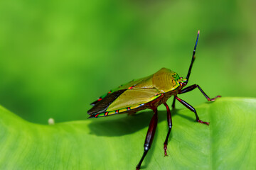 Detailed macro shot of colorful  stink bug on leaf texture. Showcasing the beauty of entomology in...