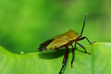 Detailed macro shot of colorful  stink bug on leaf texture. Showcasing the beauty of entomology in its natural habitat. Wulai, Taiwan.