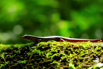 Close-up of an elegant skink lizard basking in the sun in its natural habitat. Showcasing the...