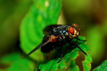 A detailed close-up of a flesh fly (Sarcophaga  peregrina), showcasing its intricate patterns and bright red eyes.
