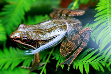 A close-up of a frog's head poking out of a pond, eyes wary. Surrounded by lush greenery, it...