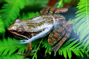 A close-up of a frog's head poking out of a pond, eyes wary. Surrounded by lush greenery, it embodies tranquility. Wulai, Taiwan.
