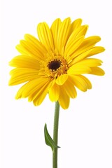 yellow flowers on a solid white background