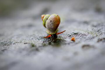 A detailed capture of the Dioryx swinhoei (or Swinhoe banded snail), showing off its vibrant shell color and delicate body features. Wulai, Taiwan.