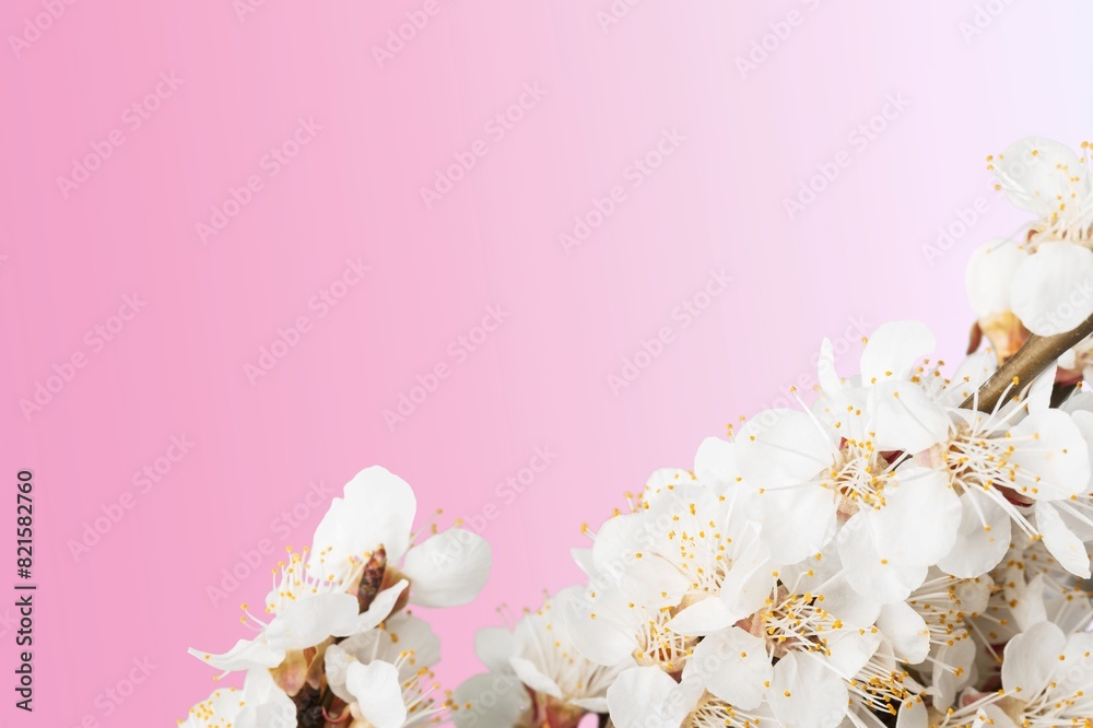 Wall mural Template fresh pink flowers on background.